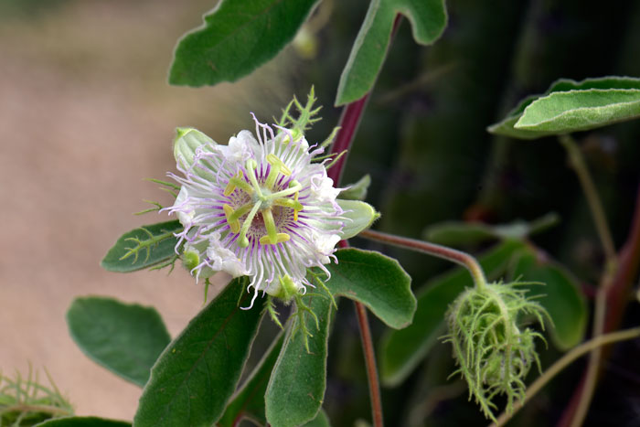 Passiflora arizonica, Arizona Passionflower